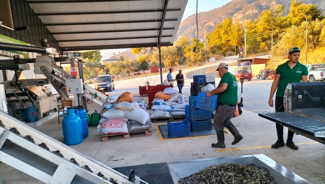 Köyceğiz’de zeytinyağı mesaisi başladı: Bu yıl verim düşük